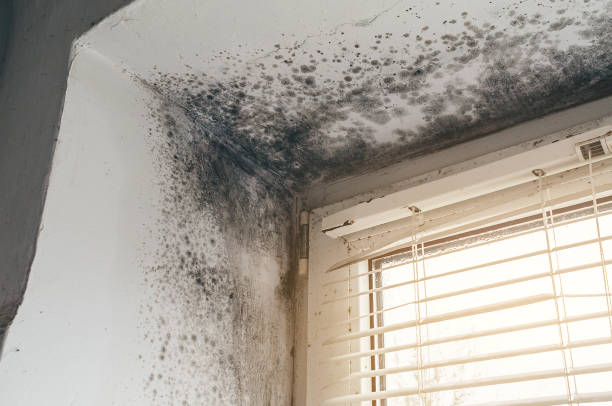 Mold Removal service in New Egypt